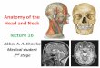 Head and Neck Anatomy 16