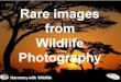 Rare images from wildlife photography