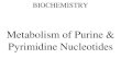 Metabolism of Purine & Pyrimidine nucleotide