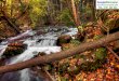 Autumn forest-creek-6307-1920x1080