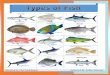 TYPES OF FISH
