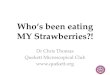 Whos been-eating-my-strawberries-jul17