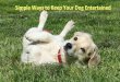 Simple Ways to Keep Your Dog Entertained