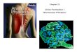 Urine Formation I Glomerular Filtration - mc3cb. · PDF fileUrine Formation I: Glomerular Filtration ... – 18 mm Hg due to high filtration rate and continual accumulation of 