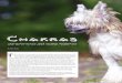 Chakras - Enlightened Animalsenlightenedanimals.com/lib/pdf/EllenonChakras.pdf · 32 2013 Chakras Characteristics and Healing Modalities T his is the first of a two part series on