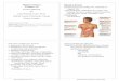 Digestive System - Suffolk County Community · PDF fileDigestive System (Chapter 24) ... Ph.D. 1 SCCC BIO132 Chapter 24 Lecture Notes. ... -digestive organs receive 1/4 cardiac output