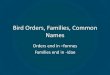 Bird Orders, Families, Common Names - University of …pete1112/documents/OrnithologyLab1.pdf · Bird Orders, Families, Common Names Orders end in –formes Families end in -idae