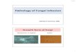 Pathology of Fungal  · PDF file14/10/56 3 Superficial mycoses Tinea (Ringworm) Ptyriasis versicolor Cutaneous and Subcutaneous mycoses Eumycotic mycetoma