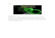 Helicobacter pylori and Gastric · PDF fileSlide 1 Helicobacter pylori and Gastric Disease ... Introduction: Helicobacter pylori, originally isolated as a possible cause of gastritis