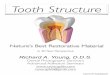 Tooth Structure - ryoungdds Handout.pdf · Richard A. Young, D.D.S. Dental Photography Seminars Advanced Adhesion Seminars ryoungdds@gmail.com l A 30 Year Perspective Tooth Structure