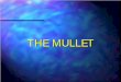 THE MULLET - Lone Star · PDF filenegligence and intolerable cruelty is quite common among Mullets. Some states are in the process of passing laws to prevent the passing of mulletude
