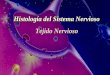 Histología del Sistema Nervioso Tejido Nervioso - cdc.udp.cl · PDF fileSistemaSistemaSistema NerviosoNerviosoNervioso • Sistema Nervioso Central Cerebro, medula espinal: tejido