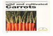 Descriptors for wild and cultivated Carrots (Daucus carota · PDF filecsL1.0'e M!lq suq crqgns'6q DGeCL1bÇOJ.e . 1bCK1 csLL0'e M!lq suq DGeCL!bÇOLe . Title: Descriptors for wild