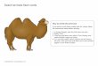 Desert animals flash cards -   · PDF fileDesert animals flash cards © Copyright 2012, ... 1. In Adobe Reader ... Click the drop-down box next to 'Print Scaling' and