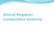 Animal Kingdom: Comparative Anatomy - Biology by  · PDF fileAquatic animals have natural moist respiratory surfaces, ... Open circulatory systems ... Comparative Anatomy