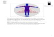 Human Anatomy and Physiology I Laboratory - Class …classvideos.net/anatomy/pdf/anatomy_organization_skeletal_muscle.pdf · 1 Human Anatomy and Physiology I Laboratory Microscopic