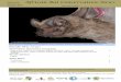 African Bat Conservation News vol. 40 · PDF fileArticles and news items appearing in African Bat Conservation News may be ... share of typos and lapsus, ... dating support such a