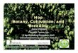 H Hop Botany,y, , Cultivation, and · PDF fileHop Botany Cultivation and Botany, Cultivation, and Breeding Importance of hops. Basic botanical information. Crop developmentCrop development