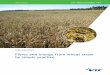 Fibres and energy from wheat sraw by simple practice - VTT.fi · PDF fileDissertation VTT PUBLICATIONS 767 VTT CREATES BUSINESS FROM TECHNOLOGY Technology and market foresight •