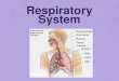 Respiratory System - Flipped Out Science with Mrs. · PDF file · 2016-03-25Respiratory System •Throat-• ... Bronchioles = smaller branches off of bronchi Function - Bronchioles