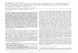 PurificationandCharacterizationofHumanLungFibroblastMotili ...cancerres.aacrjournals.org/content/57/16/3577.full.pdf · man-FNAb,themotility-stimulatingactivityinHLF-CMforSYN-l sarcoma