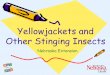 Yellowjackets and Other Stinging Insects - · PDF fileTypes of Stinging Insects Yellowjacket Paper Wasp Bumble Bee Honey Bee Mud Dauber Wasp Cicada Killer Photo: University of Nebraska–Lincoln