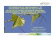 Prof Joachim Schmid OPTIMISATION OF SUSTAINABILITY · PDF filejoachim schmid optimisation of sustainability of grapevine varieties by selecting rootstock varieties under different
