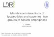 Membrane interactions of lipopeptides and saponins, two ... · PDF filelipopeptides and saponins, two groups of natural amphiphiles J. Lorent (public defence) Main supervisor: M-P