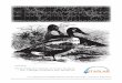 STARLAB® Bird Migration Cylinderstarlab.com/wp-content/uploads/2017/04/D.-24.-Bird-Migration-v616.pdf · Including: The Bird Migration Cylinder Curriculum Guide by John T. Meader