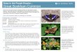 Deep in the Purple Empire Great Bookham Common · PDF fileAt the Bookham Commons, the purple emperor season peaks in the 2nd week of July. From lunchtime to early evening, the males