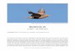 MONGOLIA REP 16 - Birdquest REP 16-ebook.pdf · Mongolia does not yield a long birdlist, ... The rather strange-looking Toad-headed Agama (tour participant Kalpesh Jain); a male Desert