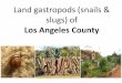 Land gastropods (snail & slugs) of Los Angeles · PDF filePapustyla pulcherrima Manus Green Tree Snail Found: Manus Island, Papua New Guinea Facts: green color is natural but is only