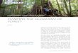 MASIMPEI, THE GUARDIAN OF FOREST - lestari · PDF fileThey first began with establishing Kelompok Usaha Perhutanan Sosial (Social Forestry Business ... holders about their plan to