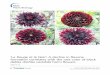 formation correlates with the rare color of black hort ... · PDF fileformation correlates with the rare color of black ... anthocyanins, flavones, flavonols ... poppy [15], leaves