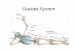 Skeletal System - Sintich Science - Homesintichscience.weebly.com/.../2/2/4/7/22479874/2_skeletal_system15.pdf · 2 Divisions of Skeletal System • Axial skeleton ... Microscopic