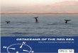 Cetaceans of the Red Sea - CMS Technical Series ...cms.int/sites/default/files/publication/red_sea_cetaceans_report... · Cetaceans of the Red Sea - CMS Technical Series Publication