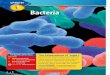 B: Chapter 1: Bacteria - McGraw-Hill Educationglencoe.mheducation.com/sites/dl/free/0078685540/303084/Bacteria.pdf · 8 B CHAPTER 1 Bacteria Characteristics of Bacteria For thousands