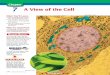 Chapter 7: A View of the Cell - Polson Schoolsblogs.polson.k12.mt.us/dobrien/files/2011/01/chap07.pdf · 174 A VIEW OF THE CELL A View of the Cell What You’ll Learn ... A knowledge