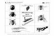 Making an Insect - uaex.edu · PDF fileDIVISION OF AGRICULTURE RESEARCH & EXTENSION MP83 University of Arkansas System . Making an Insect . Collection *18 U.S.C. 707 . University of