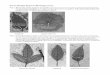 Seven Simple Steps to Binning Leaves - nps.gov · PDF fileSeven Simple Steps to Binning Leaves Step 1. ... Brochidodromous—the secondary veins join near, but do not reach the margin