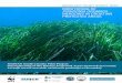 Monitoring of Posidonia oceanica Meadows in Croatian ... of Posidonia oceanica meadows in Croatian ... Monitoring of Posidonia oceanica meadows in Croatian Protected Areas. ... Martina