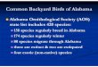 Alabama Ornithological Society (AOS) state list includes ... · PDF fileCommon Backyard Birds of Alabama Alabama Ornithological Society (AOS) state list includes 420 species: 158 species