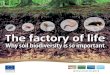 Why soil biodiversity is so important - European …ec.europa.eu/environment/archives/soil/pdf/soil_biodiversity... · Why soil biodiversity is so important. ... It is our responsibility,