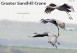 SOSC-22 Greater Sandhill Crane · PDF file• Most studies estimate risk by counting crane carcasses under power lines. Estimate of potential crane mortality from collisions with power