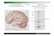 Ascher Cogmaster sep07 - · PDF fileM2 Neurobiologie UE1: Développement et Pathologies du Développement: 22 au 26 octobre UE2/ UE5: Du neurone aux réseaux neuronaux/Imagerie cellulaire: