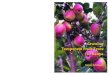 Growing Temperate Fruit Trees in Kenya Growing in · PDF file · 2015-03-20Growing Temperate Fruit Trees in Kenya will be highly instrumental in addressing the first two constraints,