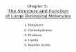 Chapter 5: The Structure and Function of Large … Structure and Function of Large Biological Molecules 1. Polymers 2. Carbohydrates 3. Proteins 4. Lipids 5. Nucleic Acids 1. Polymers