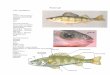 Perch Dissection Info - West Virginia Universitysraylman/comparative/perch.pdf · female lays them, and may contain 5 ... as their eyes are on either side of the laterally compressed