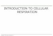 INTRODUCTION TO CELLULAR RESPIRATION · PDF fileINTRODUCTION TO CELLULAR RESPIRATION ... 6.3 Cellular respiration banks energy in ATP molecules Cellular respiration is an exergonic