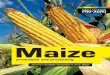 Maize - Technical Centre for Agricultural and Rural ...publications.cta.int/media/publications/downloads/1724...rious agro-ecological zones, as a single crop or in mixed cropping